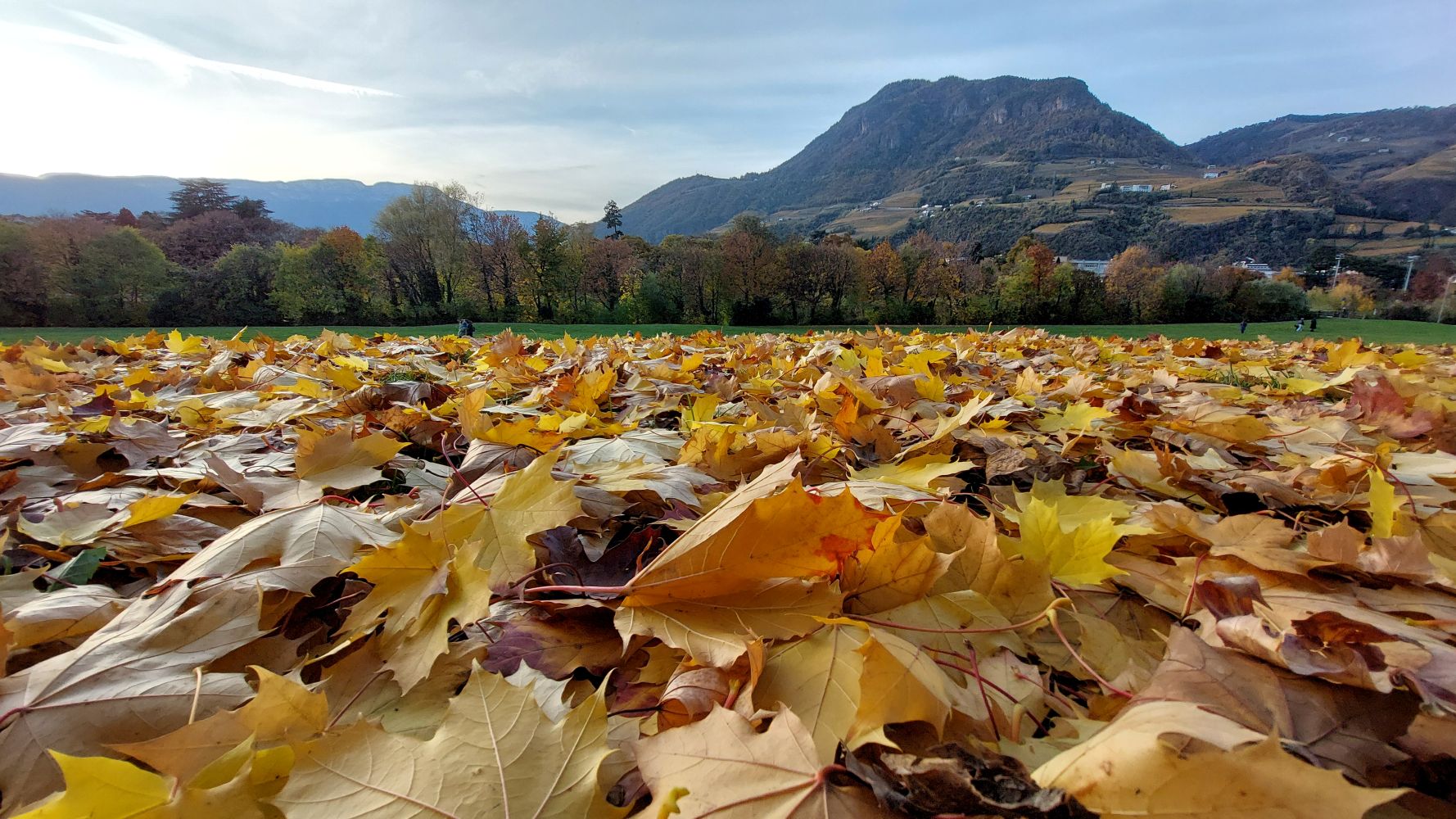 Foliage a Bolzano, novembre 2025