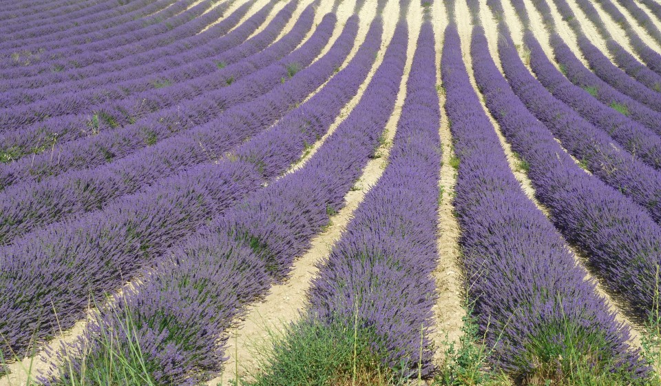 Provenza, un campo di lavanda